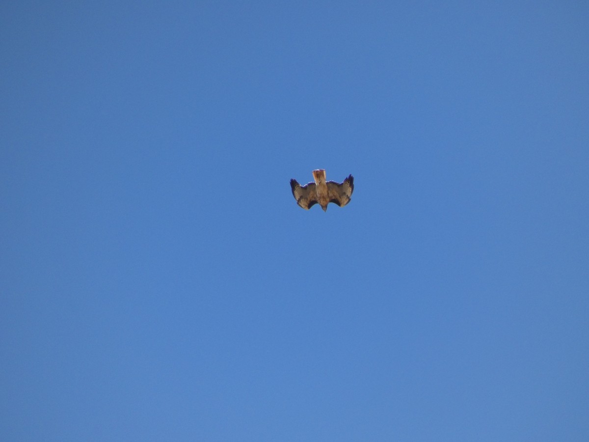 Red-tailed Hawk - ML640105044