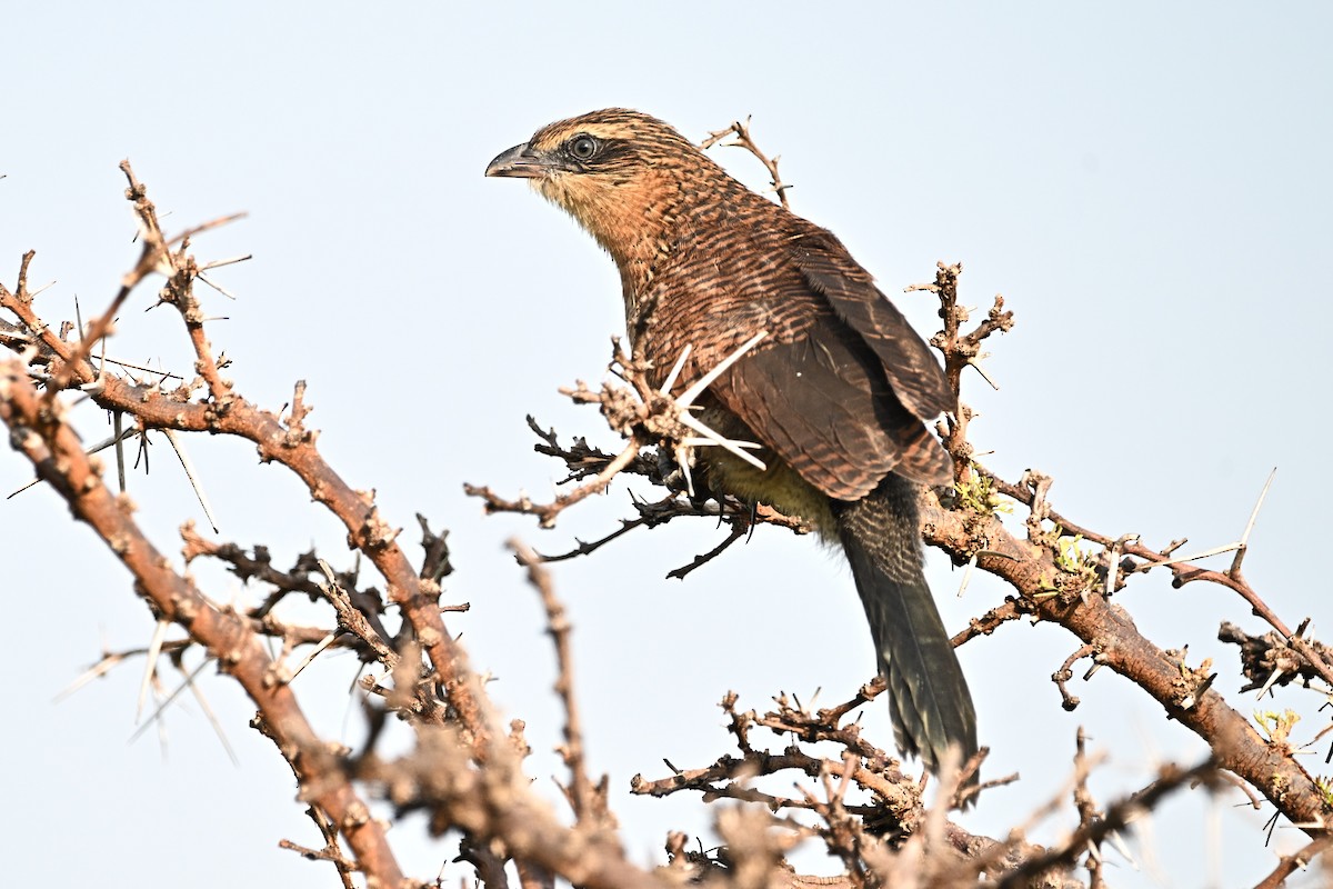 Black Coucal - ML640105076