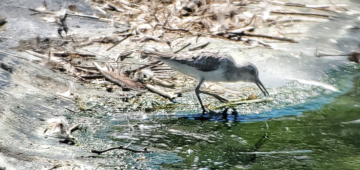 Гурвалж элсэг - ML640105088