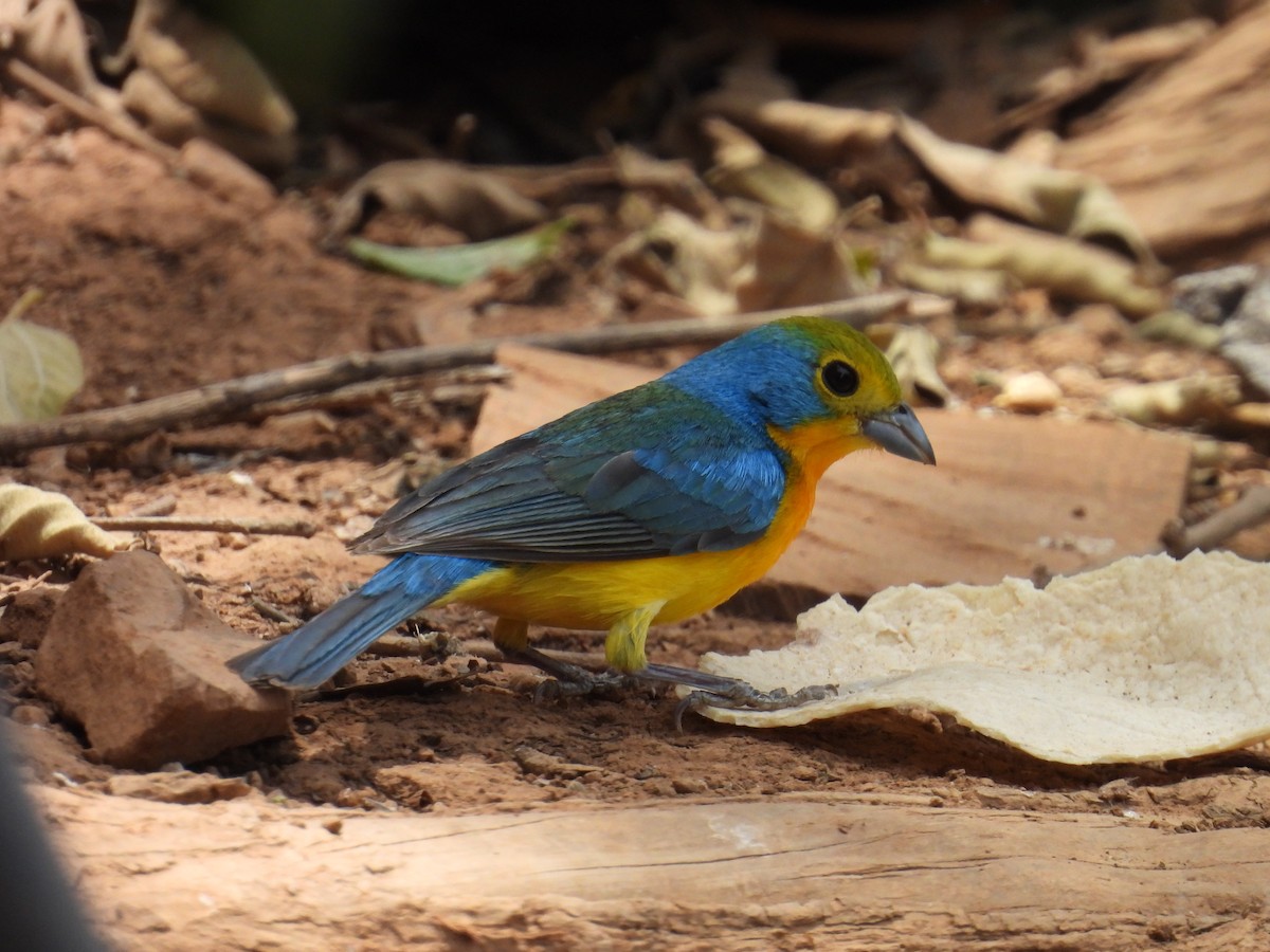 Orange-breasted Bunting - ML640105113