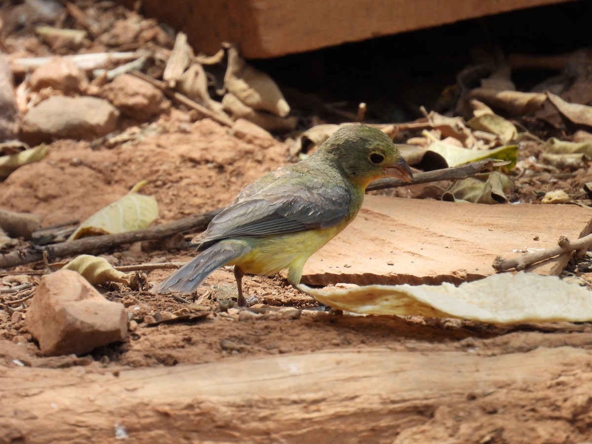 Orange-breasted Bunting - ML640105114