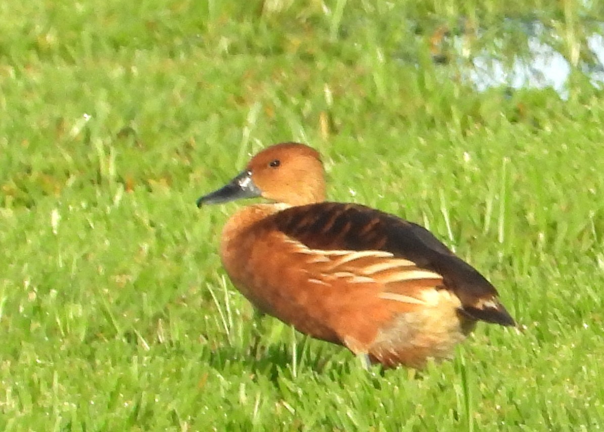 Fulvous Whistling-Duck - ML640105125