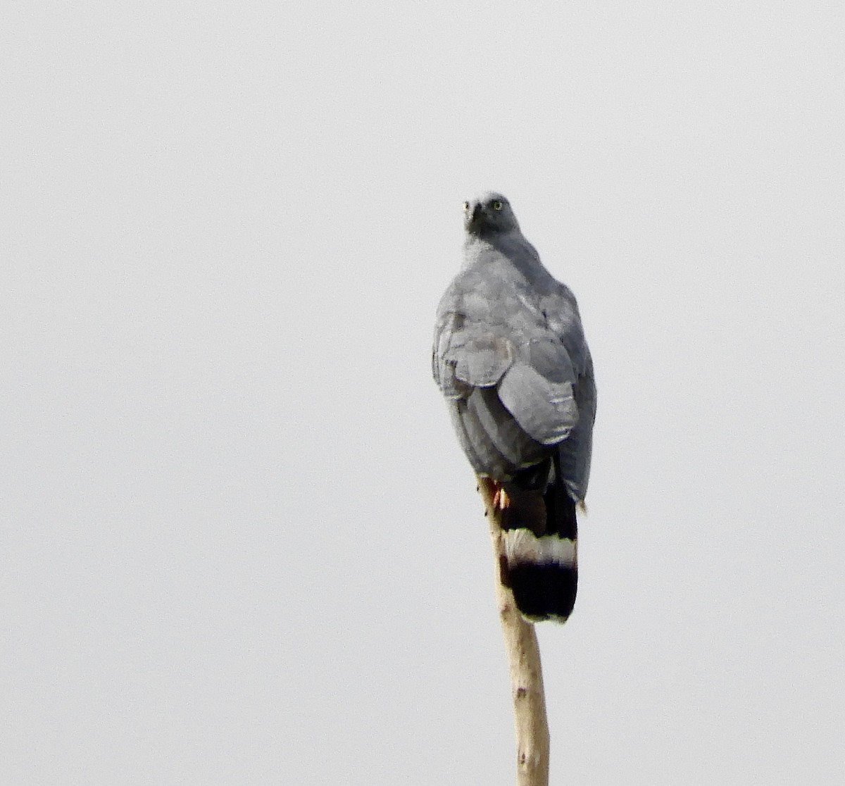 Crane Hawk - ML640105183