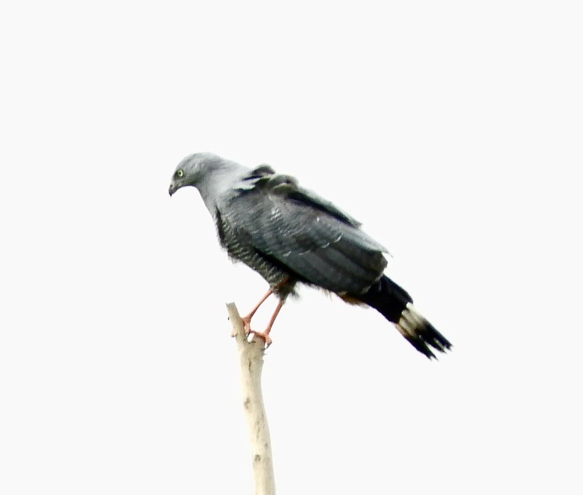 Crane Hawk - ML640105184