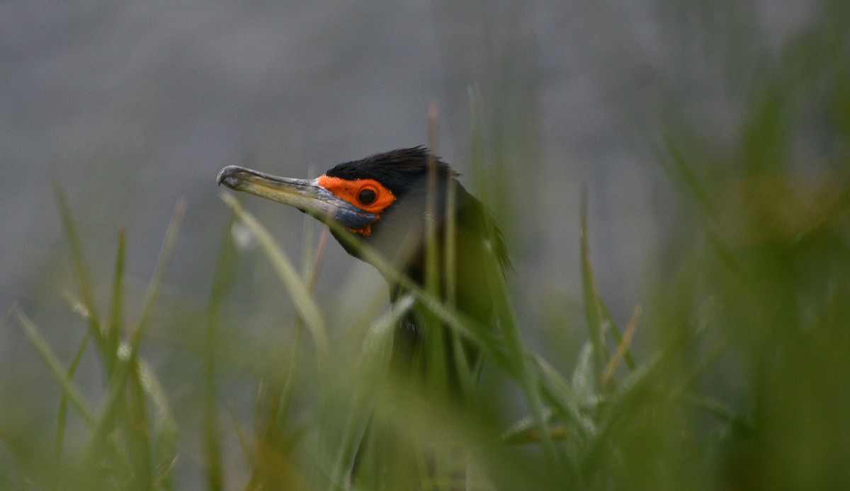 Red-faced Cormorant - ML640105232