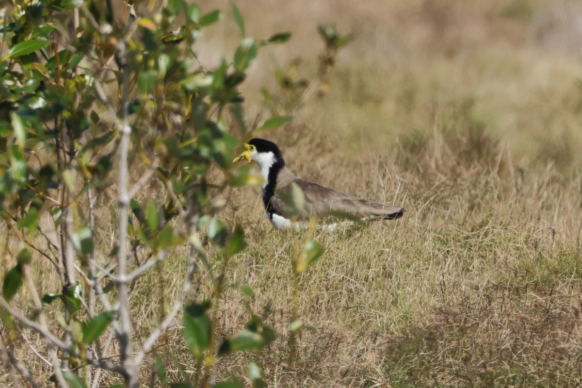 Masked Lapwing (Black-shouldered) - ML640105294