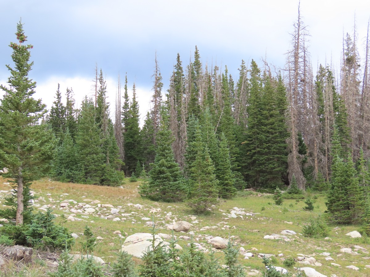 null - ML640105393