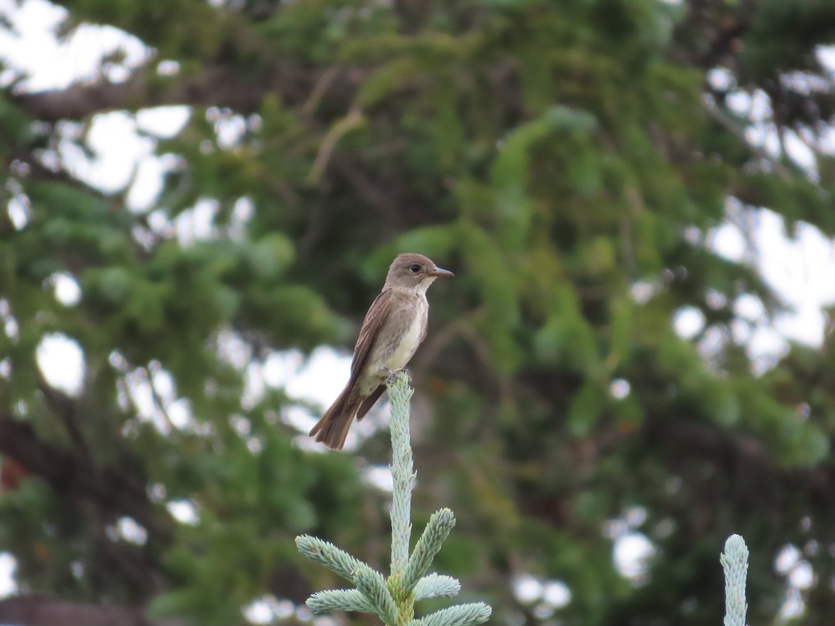 Olive-sided Flycatcher - ML640105400
