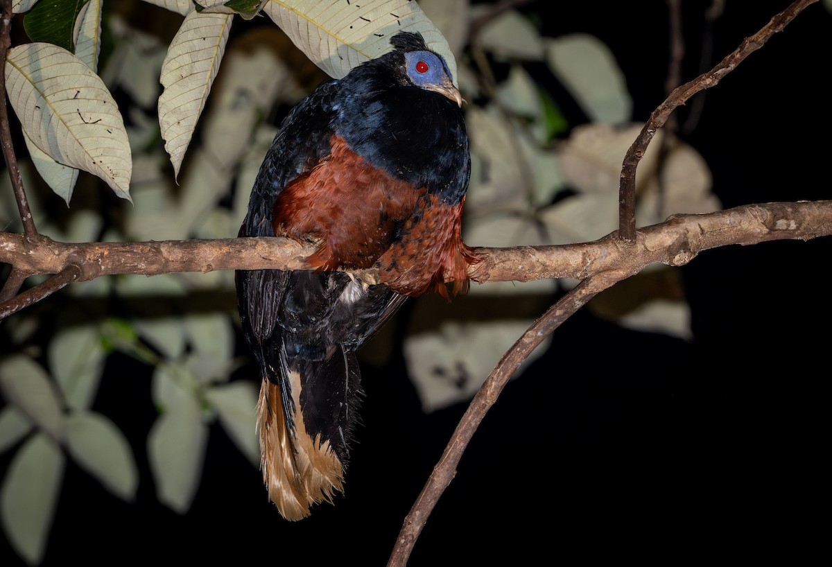 Bornean Crested Fireback - ML640105473