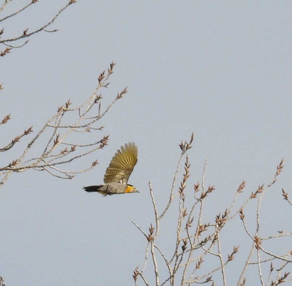 Campo Flicker - ML640105482