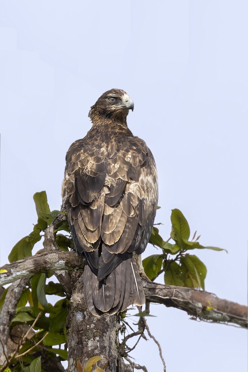 Gurney's Eagle - ML640105506