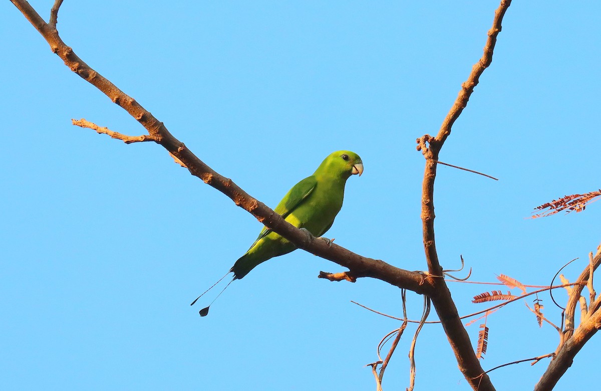 Green Racquet-tail - ML640105526