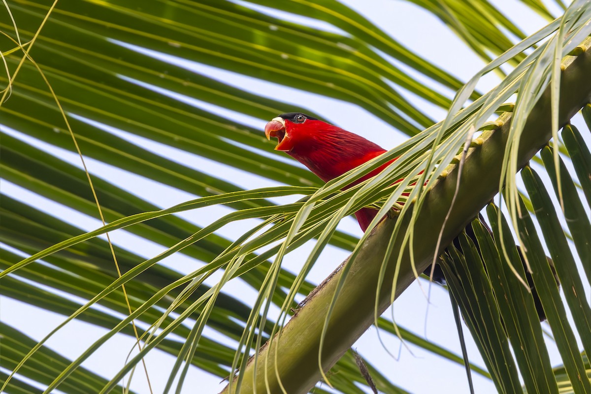 Purple-bellied Lory - ML640105549