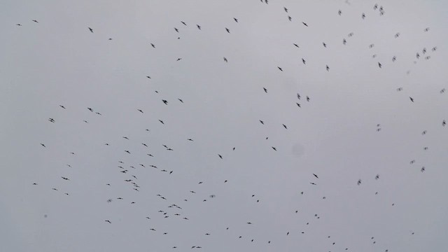 White-collared Swift - ML640105563
