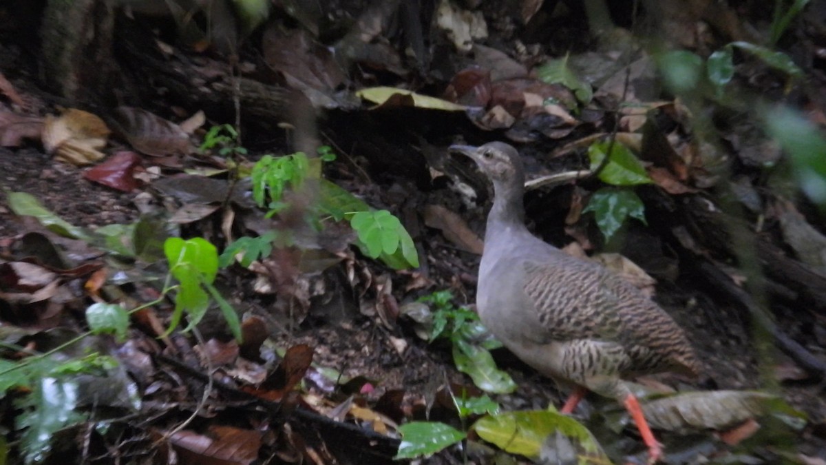 Thicket Tinamou - ML640105564