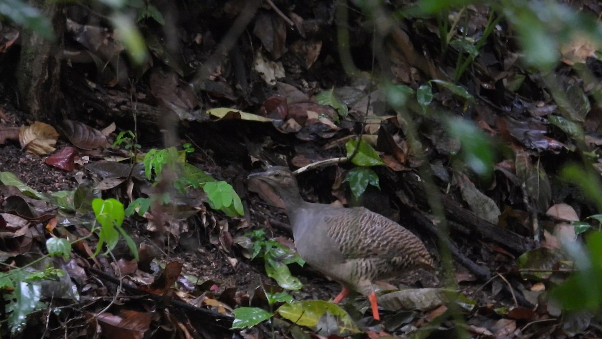 Thicket Tinamou - ML640105565