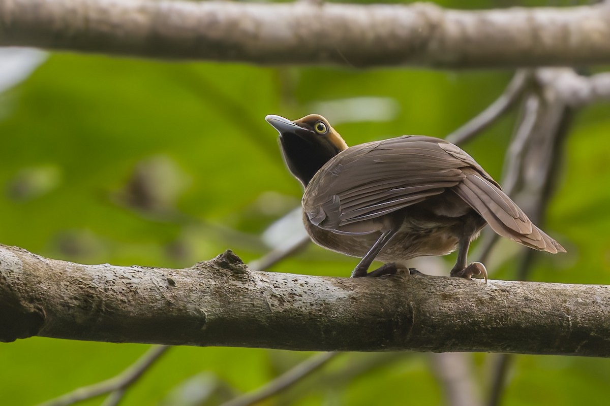 Goldie's Bird-of-Paradise - ML640105575