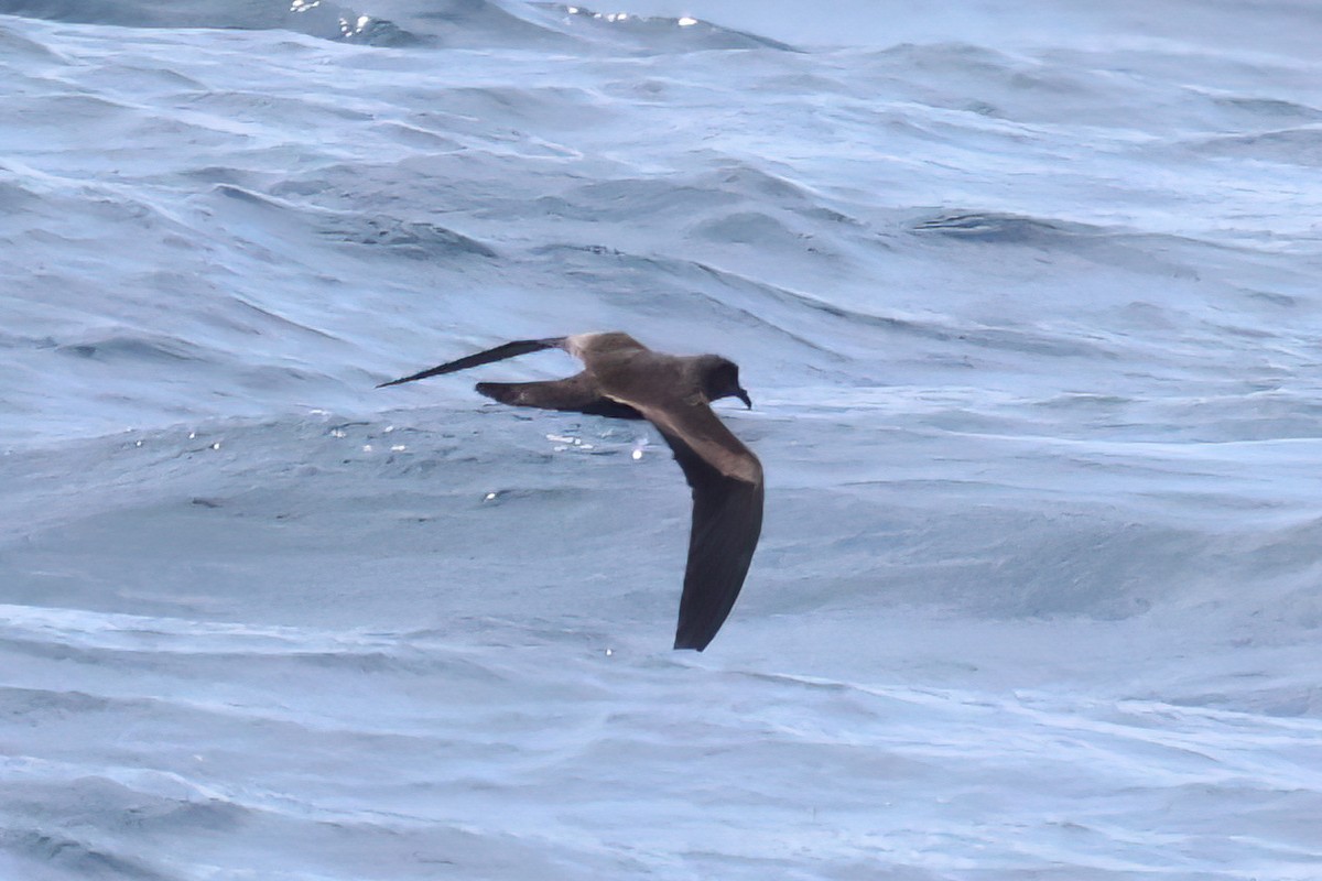 Markham's Storm-Petrel - ML640105634
