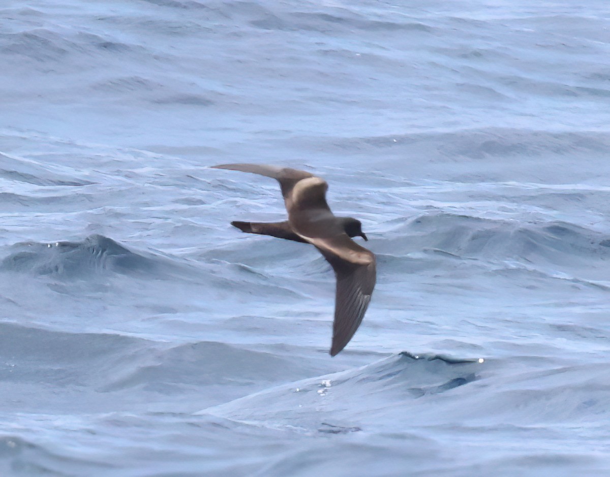 Markham's Storm-Petrel - ML640105635