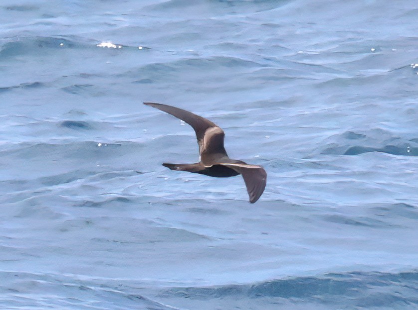 Markham's Storm-Petrel - ML640105636