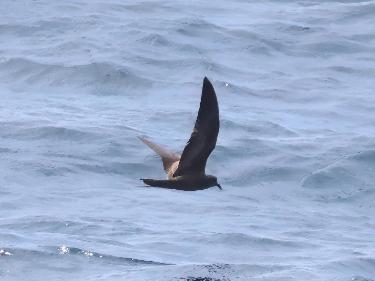 Markham's Storm-Petrel - ML640105637