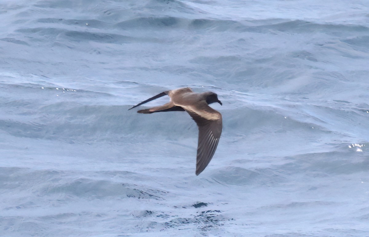 Markham's Storm-Petrel - ML640105638