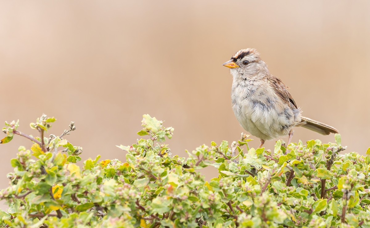 White-crowned Sparrow (nuttalli) - ML640105652