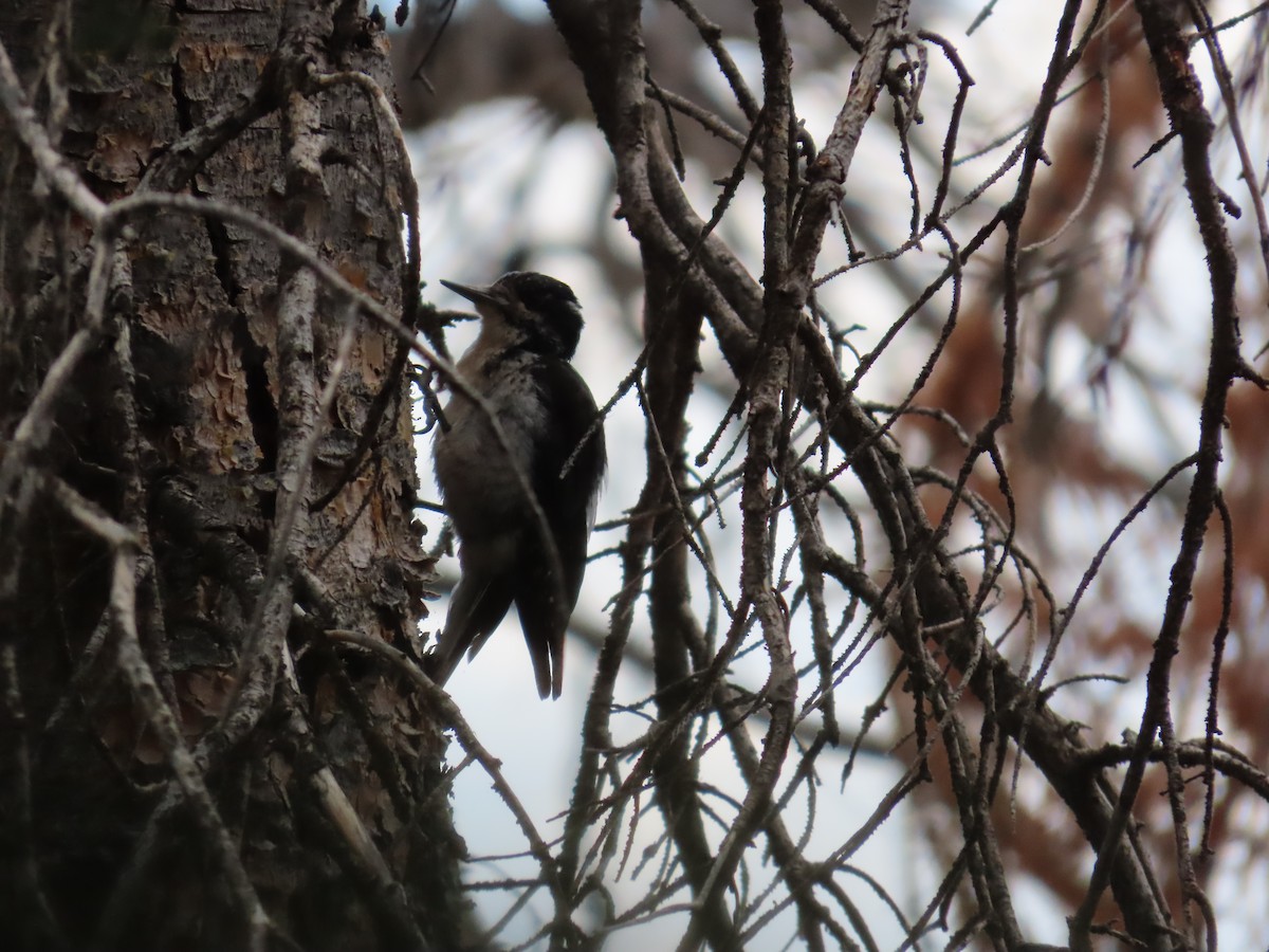American Three-toed Woodpecker - ML640105685