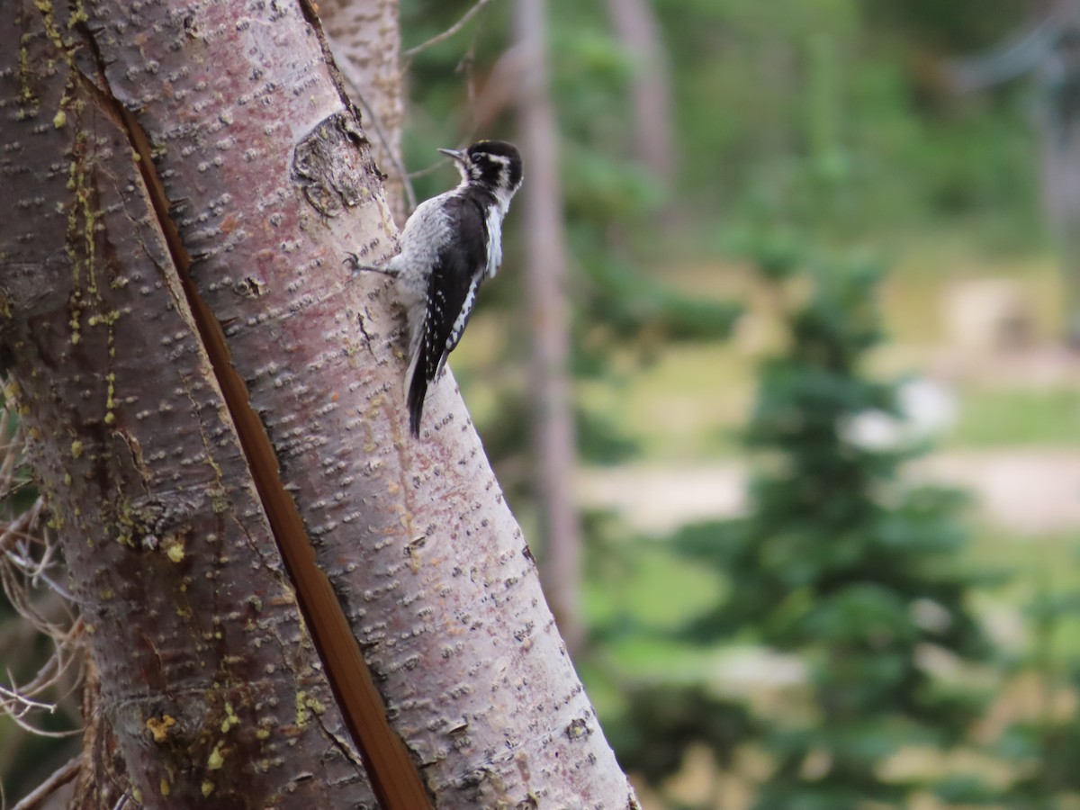 American Three-toed Woodpecker - ML640105686
