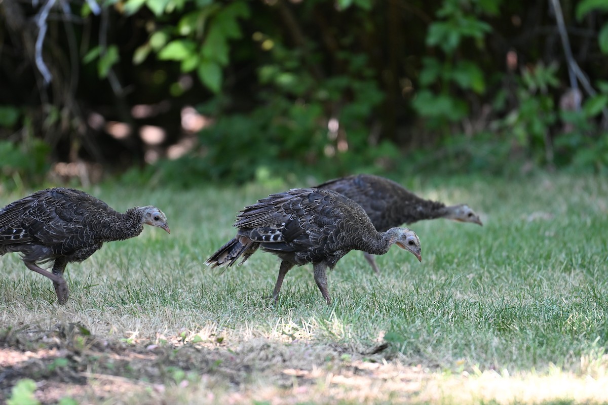 Wild Turkey - ML640105713