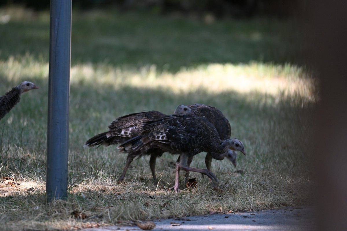Wild Turkey - ML640105720