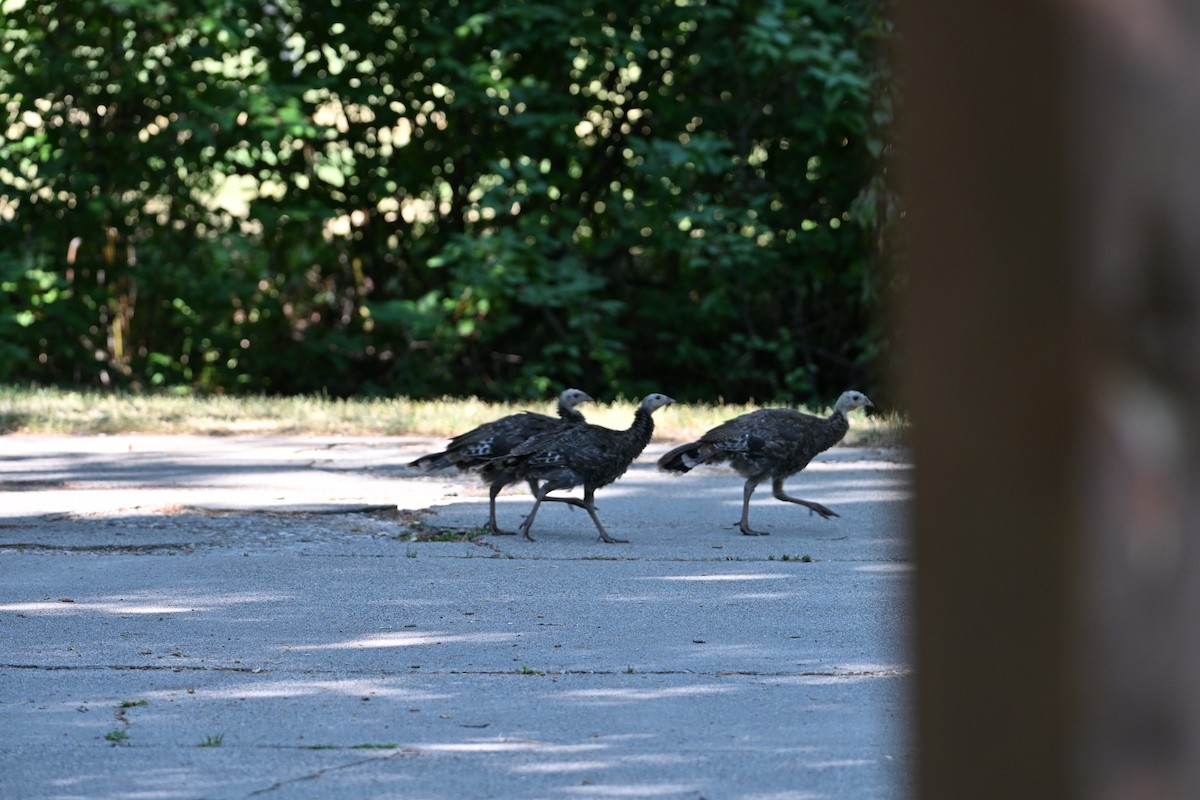 Wild Turkey - ML640105721