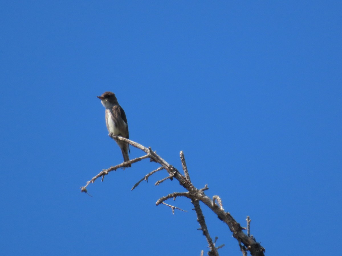 Olive-sided Flycatcher - ML640105724