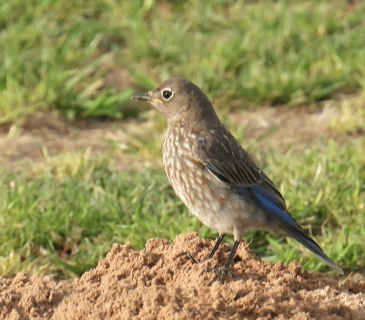 Blaukehl-Hüttensänger - ML640105763