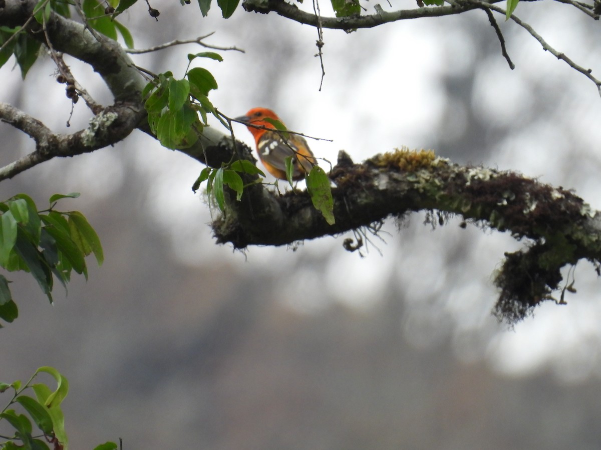 Flame-colored Tanager - ML640105787