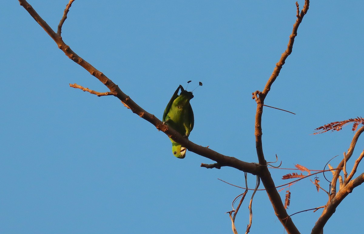 Green Racquet-tail - ML640105798