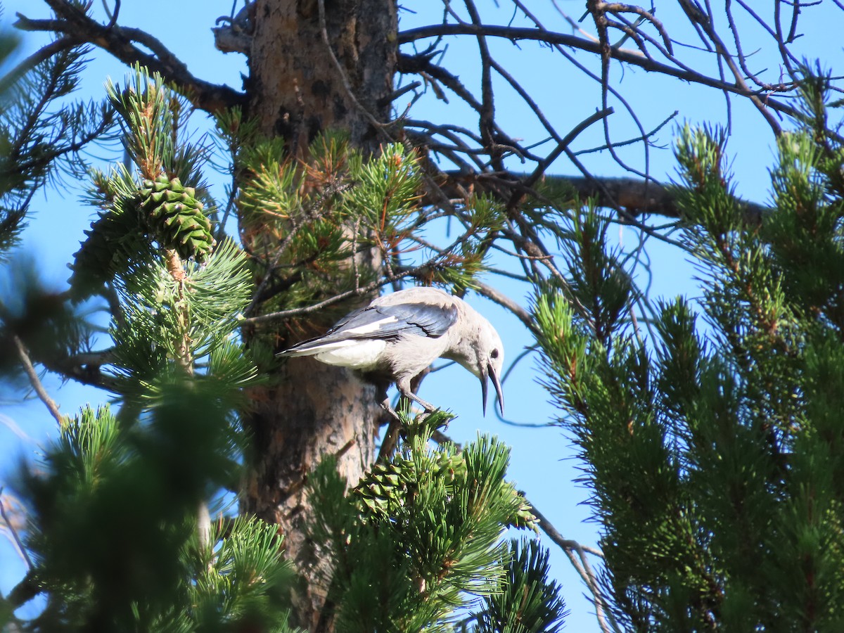 Clark's Nutcracker - ML640105804