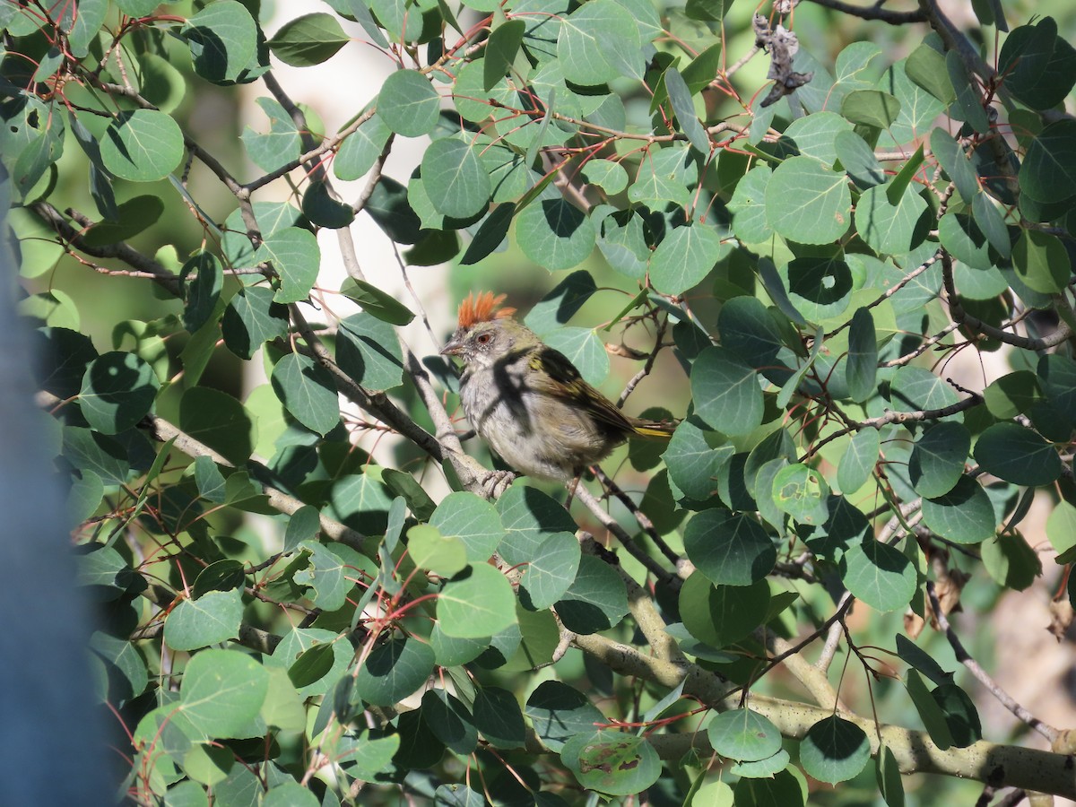 Green-tailed Towhee - ML640105820
