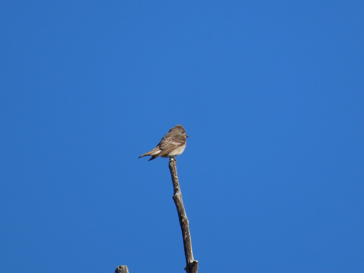 Western Wood-Pewee - ML640105824