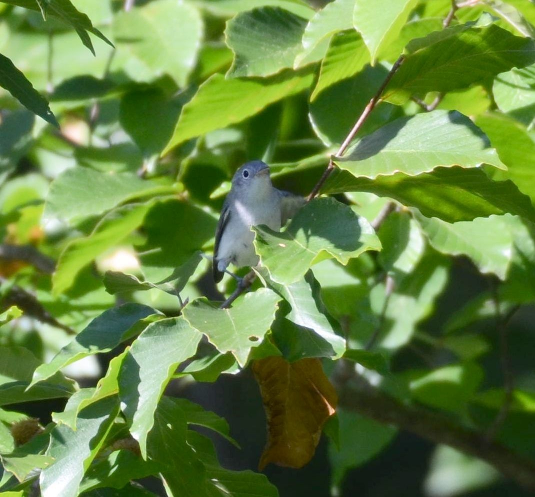 Blue-gray Gnatcatcher - ML640105906