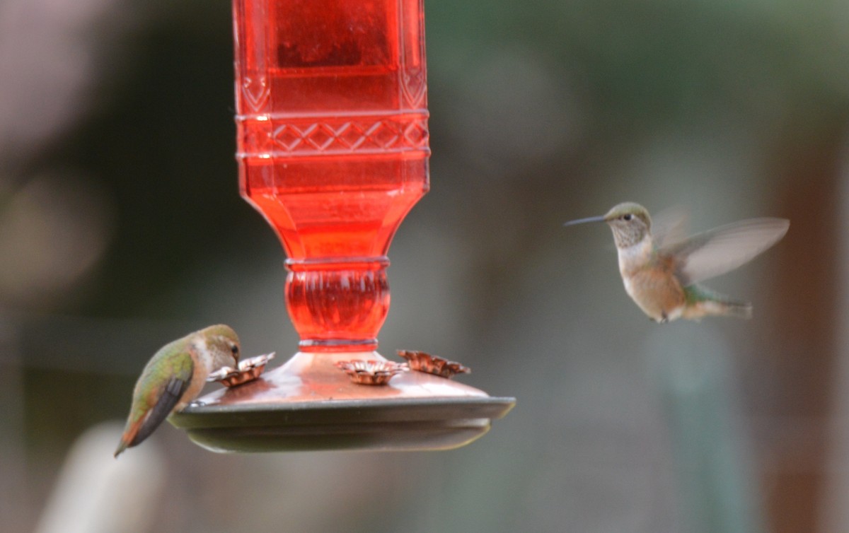 Colibrí Coliancho - ML640105993