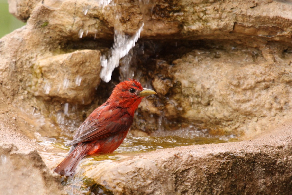 Summer Tanager - ML640106006