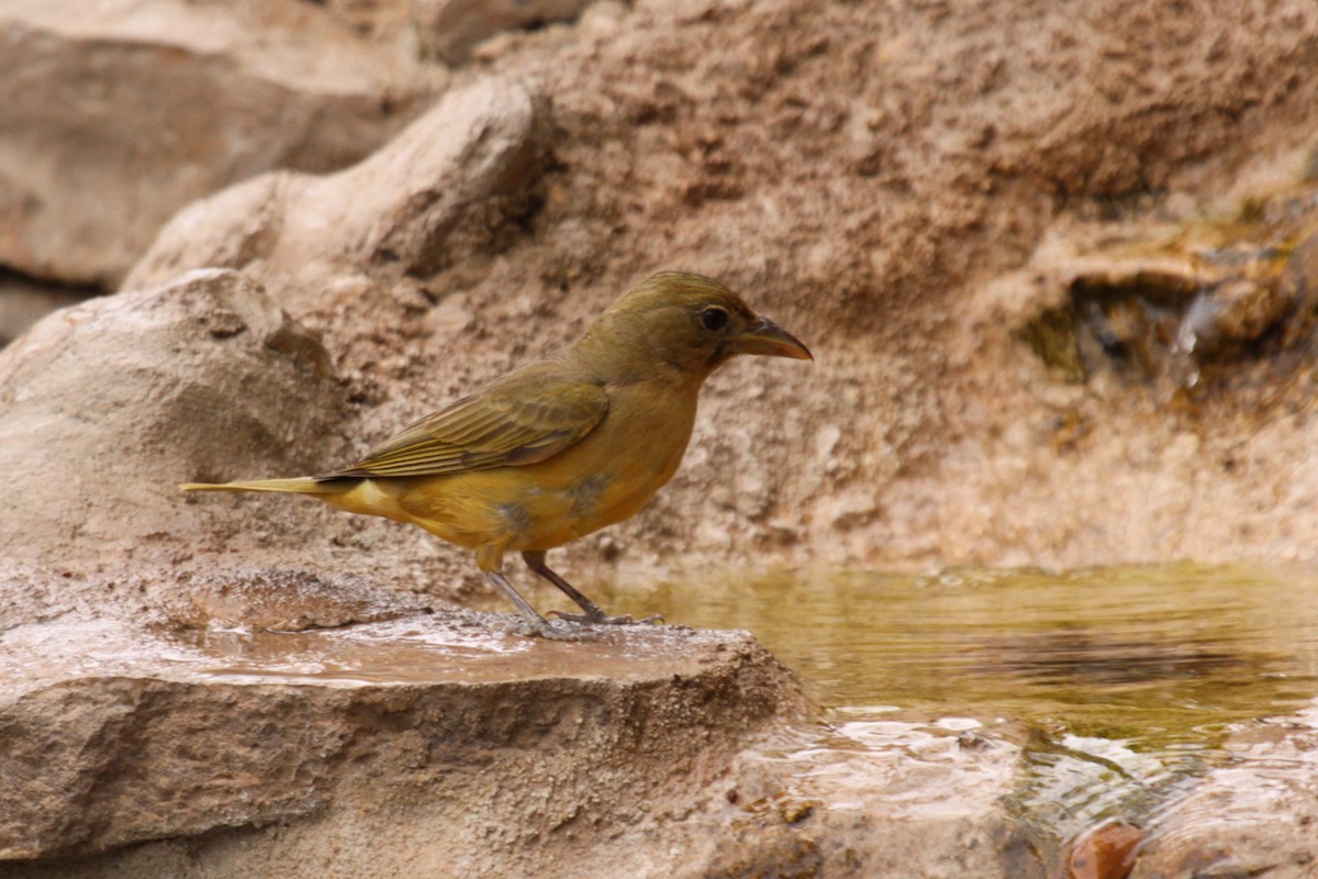 Summer Tanager - ML640106007