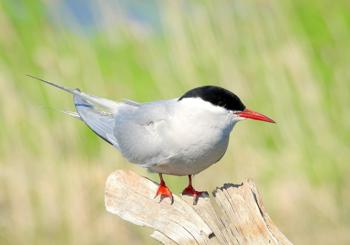 Arctic Tern - ML640106247