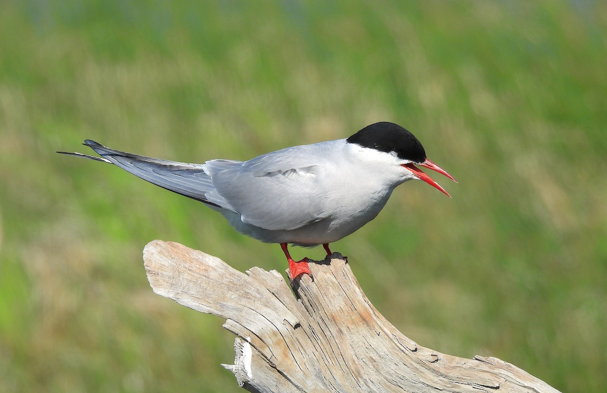 Arctic Tern - ML640106263