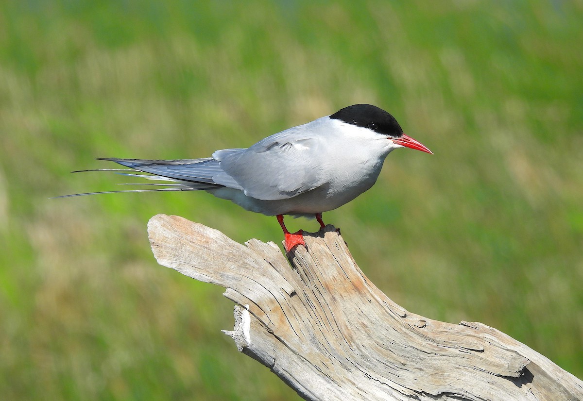 Arctic Tern - ML640106264
