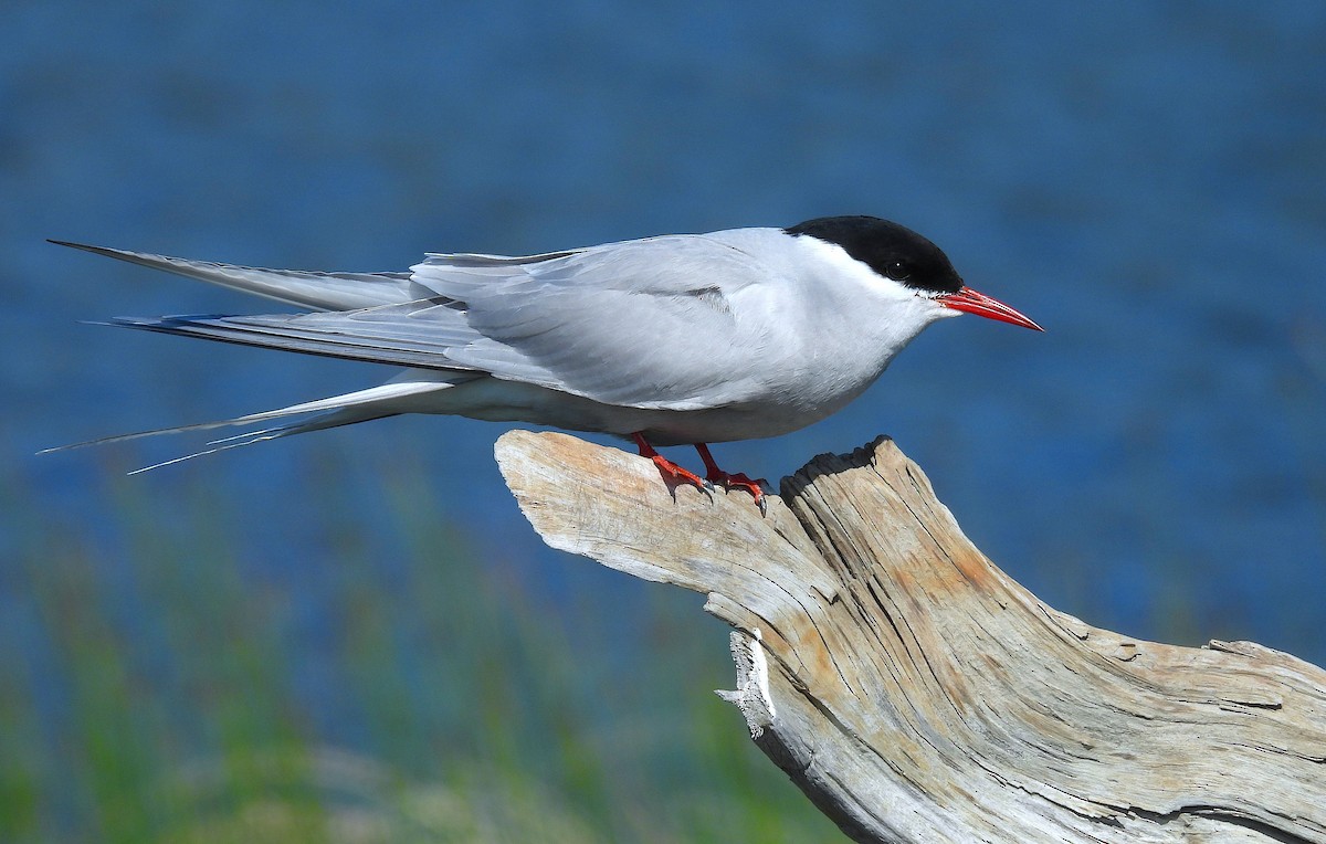 Arctic Tern - ML640106265