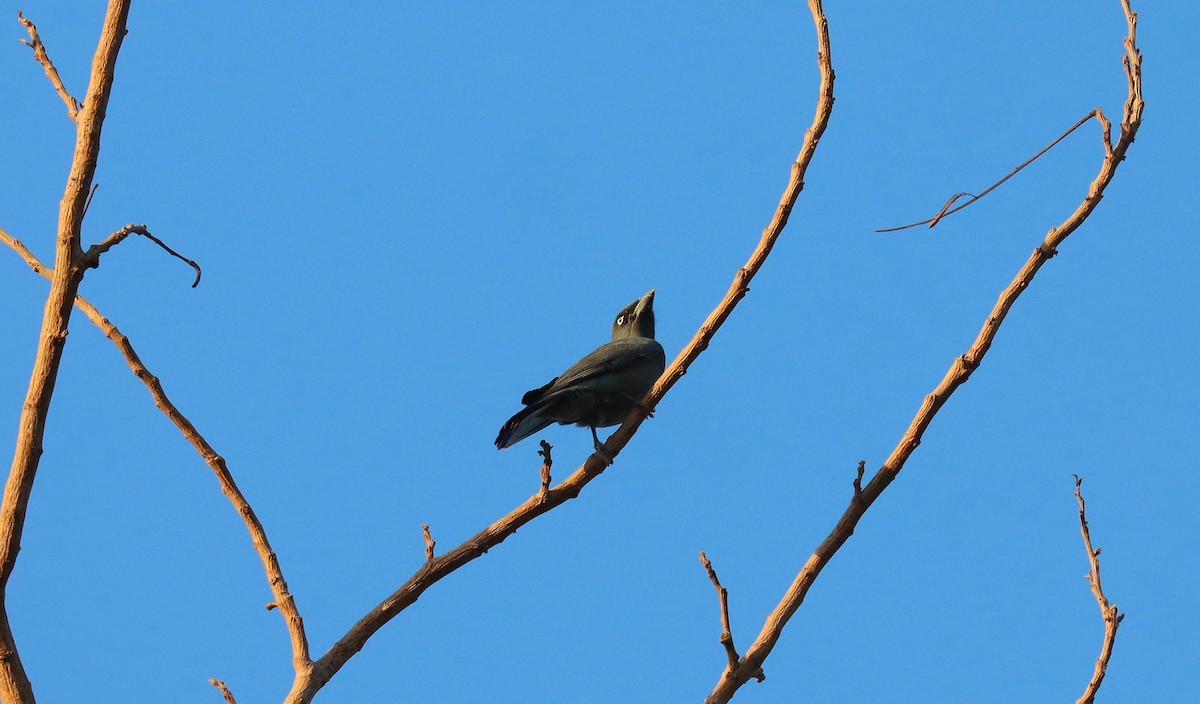 Bar-bellied Cuckooshrike - ML640106298
