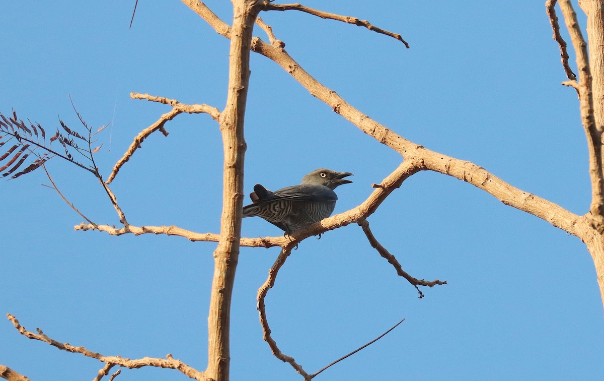 Bar-bellied Cuckooshrike - ML640106308