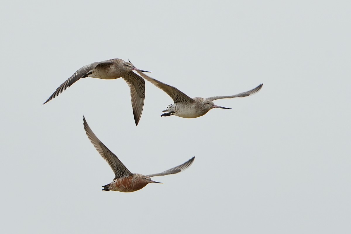 Bar-tailed Godwit - ML640106381
